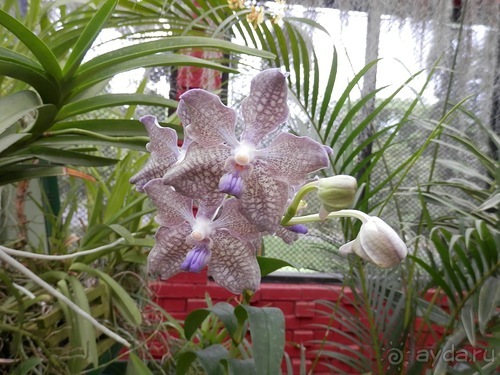 Шри-Ланка - Ботанический сад и немного магазинов