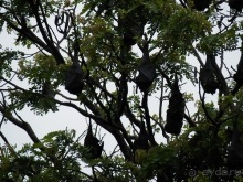 Шри-Ланка - Ботанический сад и немного магазинов