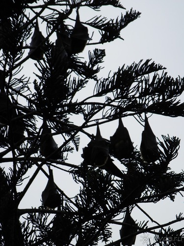 Шри-Ланка - Ботанический сад и немного магазинов