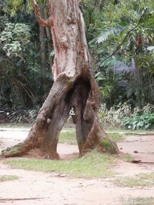 Шри-Ланка - Ботанический сад и немного магазинов