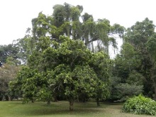 Шри-Ланка - Ботанический сад и немного магазинов