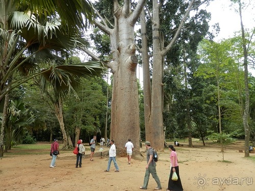 Шри-Ланка - Ботанический сад и немного магазинов