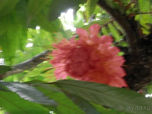 Шри-Ланка - Ботанический сад и немного магазинов