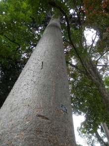 Шри-Ланка - Ботанический сад и немного магазинов