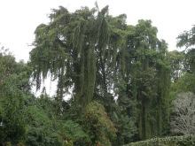 Шри-Ланка - Ботанический сад и немного магазинов