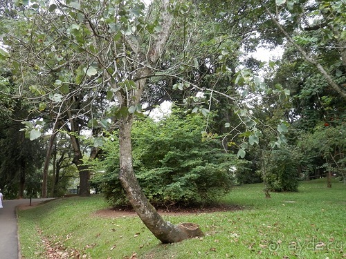 Шри-Ланка - Ботанический сад и немного магазинов