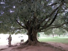 Шри-Ланка - Ботанический сад и немного магазинов
