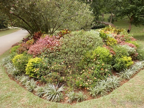 Шри-Ланка - Ботанический сад и немного магазинов