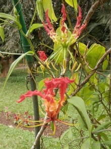 Шри-Ланка - Ботанический сад и немного магазинов