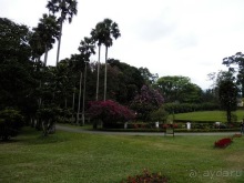 Шри-Ланка - Ботанический сад и немного магазинов