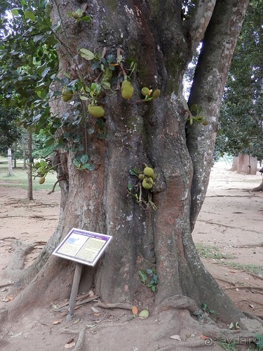 Шри-Ланка - Ботанический сад и немного магазинов
