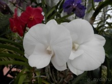 Шри-Ланка - Ботанический сад и немного магазинов