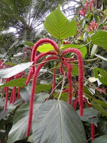 Шри-Ланка - Ботанический сад и немного магазинов