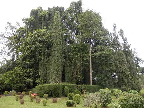 Шри-Ланка - Ботанический сад и немного магазинов