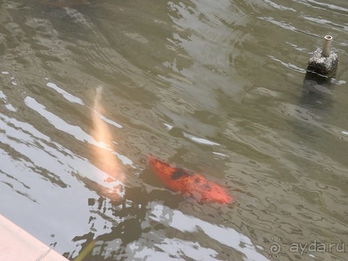 Шри-Ланка - Ботанический сад и немного магазинов