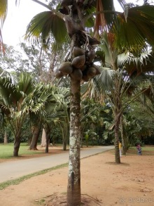 Шри-Ланка - Ботанический сад и немного магазинов