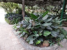 Шри-Ланка - Ботанический сад и немного магазинов