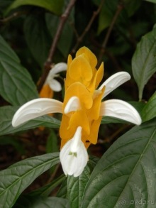 Шри-Ланка - Ботанический сад и немного магазинов