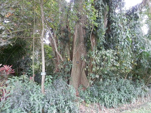 Шри-Ланка - Ботанический сад и немного магазинов