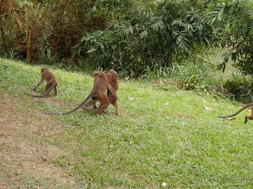 Шри-Ланка - Ботанический сад и немного магазинов