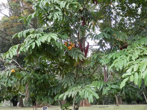 Шри-Ланка - Ботанический сад и немного магазинов