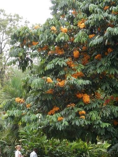 Шри-Ланка - Ботанический сад и немного магазинов