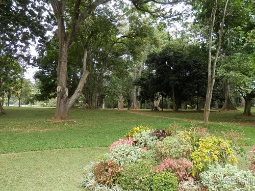 Шри-Ланка - Ботанический сад и немного магазинов