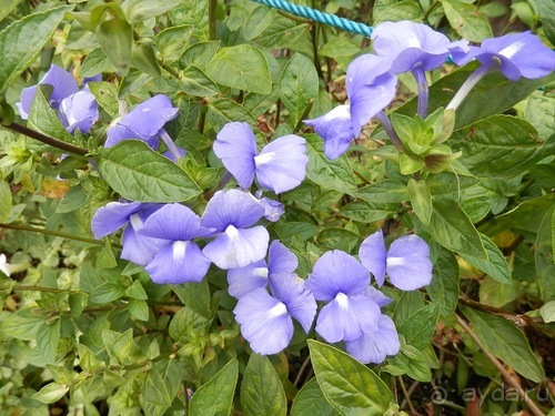 Шри-Ланка - Ботанический сад и немного магазинов