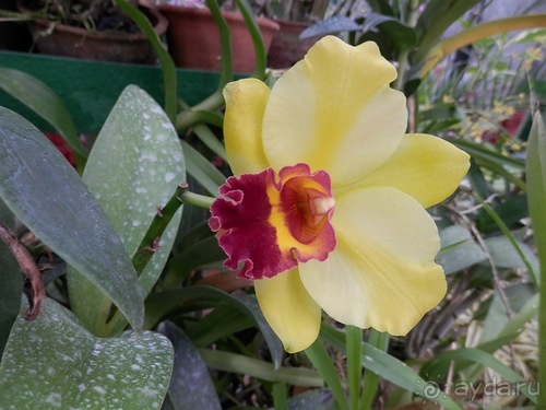 Шри-Ланка - Ботанический сад и немного магазинов