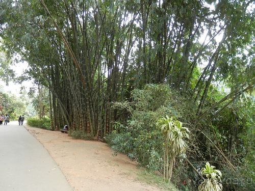 Шри-Ланка - Ботанический сад и немного магазинов