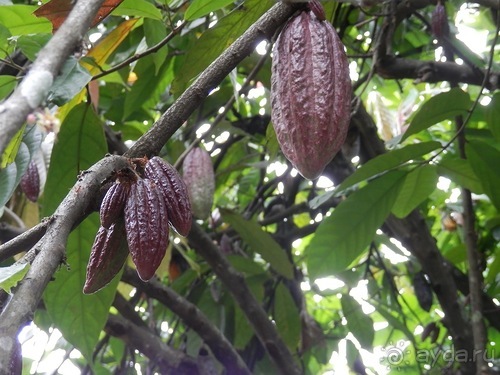 Шри-Ланка - Ботанический сад и немного магазинов