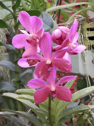 Шри-Ланка - Ботанический сад и немного магазинов