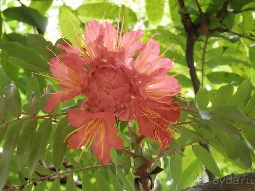 Шри-Ланка - Ботанический сад и немного магазинов