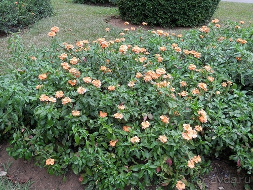 Шри-Ланка - Ботанический сад и немного магазинов