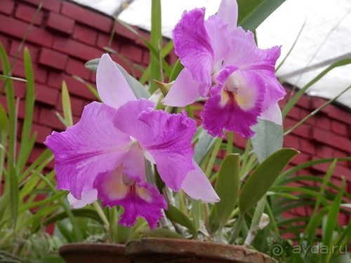 Шри-Ланка - Ботанический сад и немного магазинов