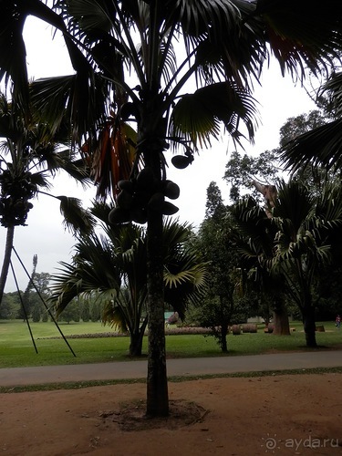 Шри-Ланка - Ботанический сад и немного магазинов