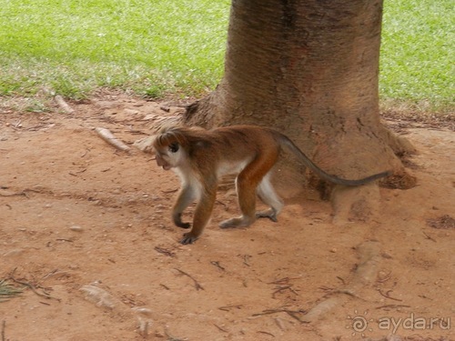 Шри-Ланка - Ботанический сад и немного магазинов