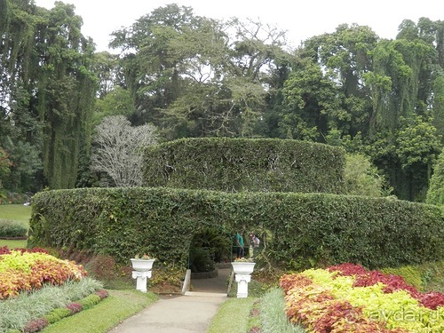 Шри-Ланка - Ботанический сад и немного магазинов