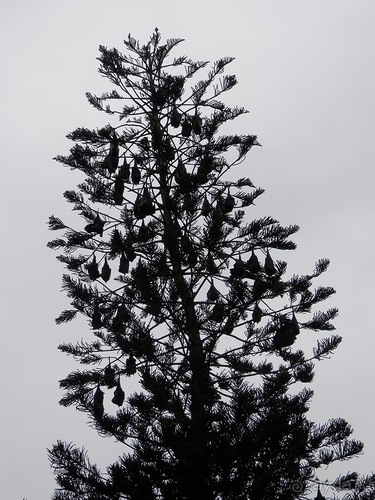 Шри-Ланка - Ботанический сад и немного магазинов