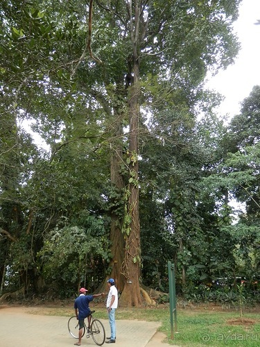 Шри-Ланка - Ботанический сад и немного магазинов