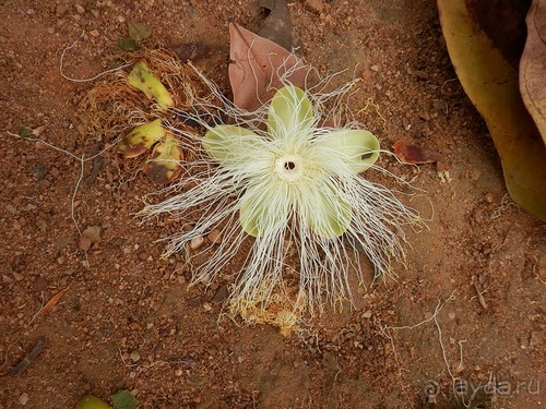 Шри-Ланка - Ботанический сад и немного магазинов
