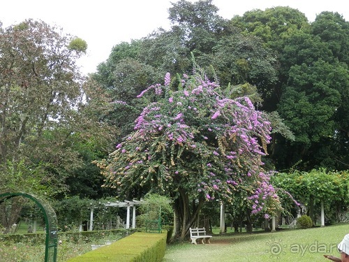 Шри-Ланка - Ботанический сад и немного магазинов