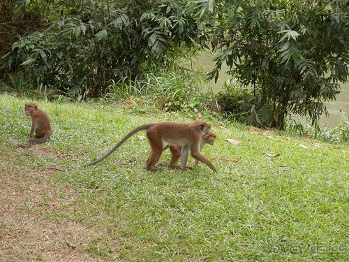 Шри-Ланка - Ботанический сад и немного магазинов