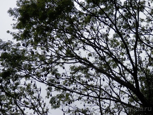 Шри-Ланка - Ботанический сад и немного магазинов