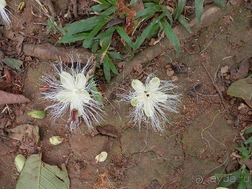 Шри-Ланка - Ботанический сад и немного магазинов