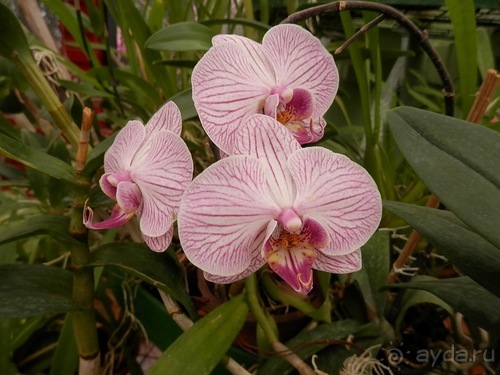 Шри-Ланка - Ботанический сад и немного магазинов