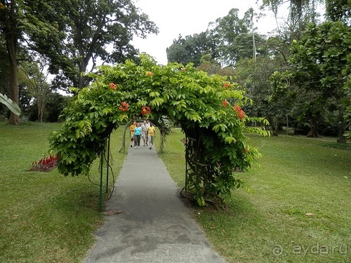 Шри-Ланка - Ботанический сад и немного магазинов