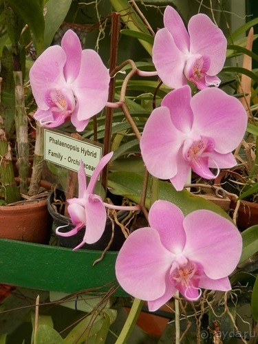 Шри-Ланка - Ботанический сад и немного магазинов