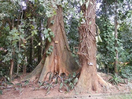 Шри-Ланка - Ботанический сад и немного магазинов