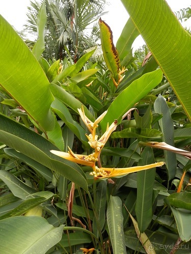 Шри-Ланка - Ботанический сад и немного магазинов